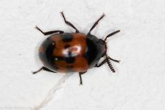 Diaperis nigronotata