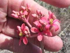 Jatropha cathartica
