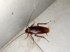 Periplaneta americana