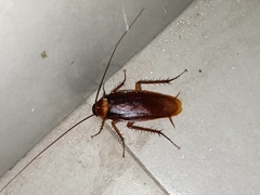 Periplaneta americana