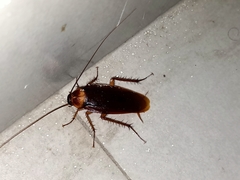 Periplaneta americana