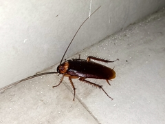 Periplaneta americana