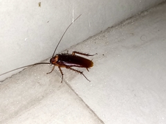Periplaneta americana