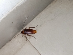 Periplaneta americana