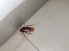 Periplaneta americana