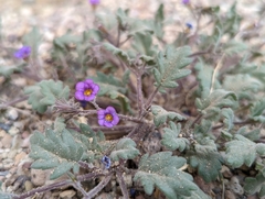 Phacelia gymnoclada