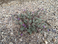 Phacelia gymnoclada