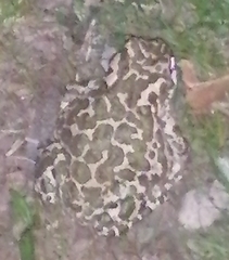 Bufotes viridis viridis