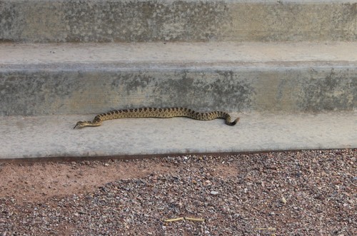 Great Basin Rattlesnake, Crotalus lutosus