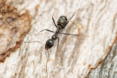 Iridomyrmex mayri