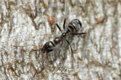 Iridomyrmex mayri