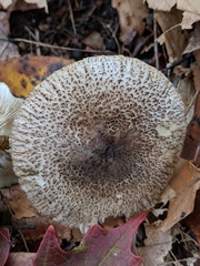 Tricholoma squarrulosum