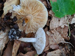 Tricholoma squarrulosum
