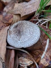 Tricholoma squarrulosum