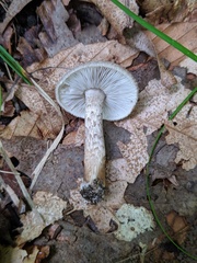 Tricholoma squarrulosum