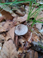 Tricholoma squarrulosum