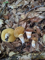 Xanthoconium affine maculosus