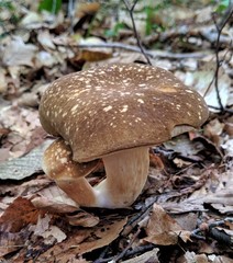 Xanthoconium affine maculosus