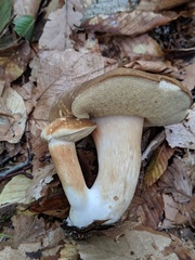 Xanthoconium affine maculosus