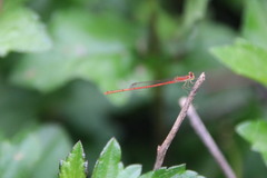 Agriocnemis pygmaea