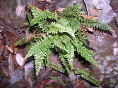 Asplenium fontanum fontanum