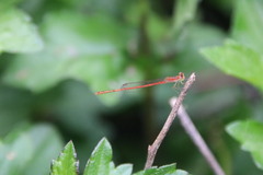 Agriocnemis pygmaea