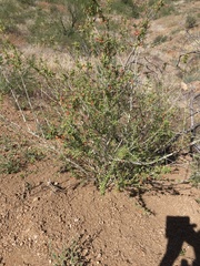 Anisacanthus thurberi