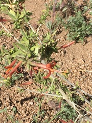 Anisacanthus thurberi