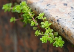 Sedum bulbiferum