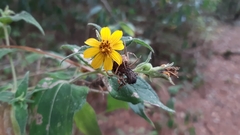 Wamalchitamia williamsii