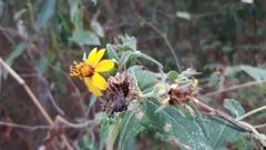 Wamalchitamia williamsii