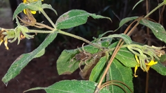 Wamalchitamia williamsii