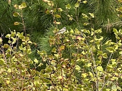 Pittosporum eugenioides