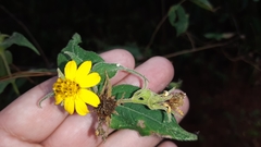 Wamalchitamia williamsii