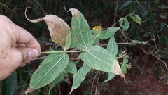 Wamalchitamia williamsii