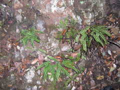 Asplenium fontanum fontanum