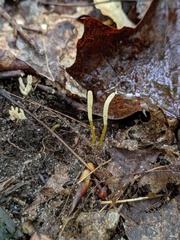 Clavaria flavipes