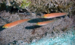 Pseudojuloides cerasinus