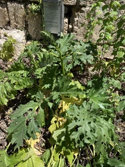 Acanthus mollis