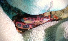 Thalamitoides quadridens