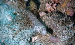 Gnatholepis cauerensis