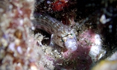 Gnatholepis cauerensis