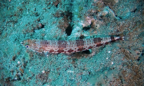 Capricorn lizardfish (Synodus capricornis) — Synodontidae — 5