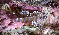 Dendrochirus barberi