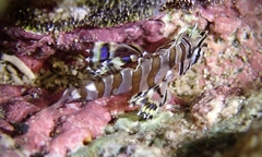 Dendrochirus barberi