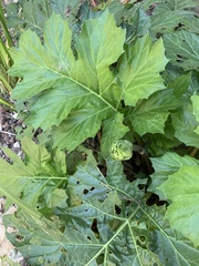 Acanthus mollis