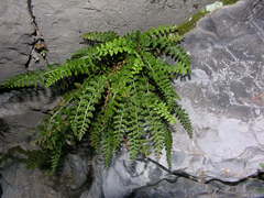 Asplenium fontanum fontanum
