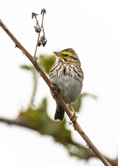 Savannah Sparrow photo 5