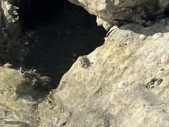Aratus pisonii