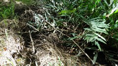 Acrostichum speciosum